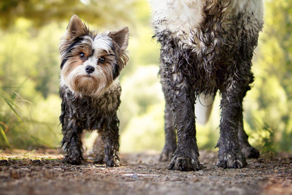 DIRTY DOG – HOW OFTEN SHOULD YOU BATHE YOUR DOG?￼