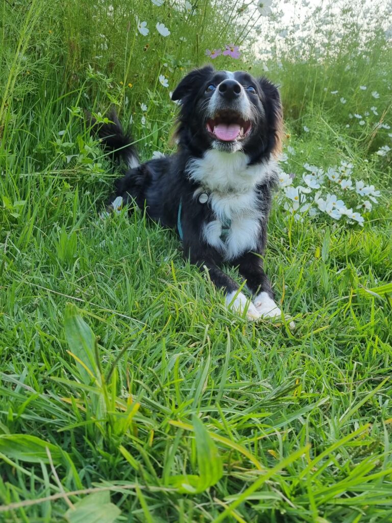 collie