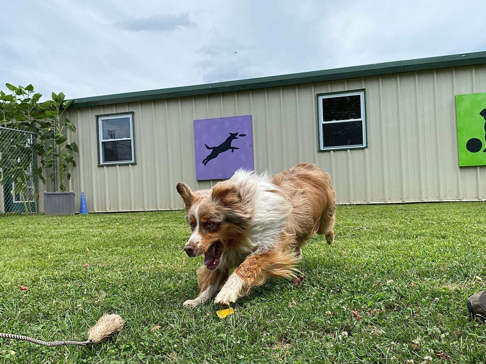 herding dog