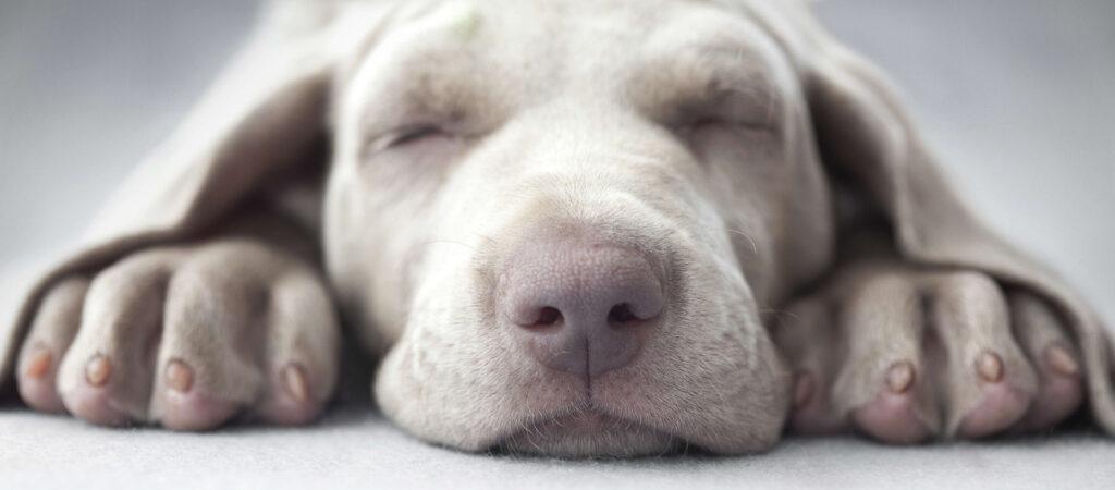 UNDERSTANDING SLEEP IN OUR CANINE COMPANIONS