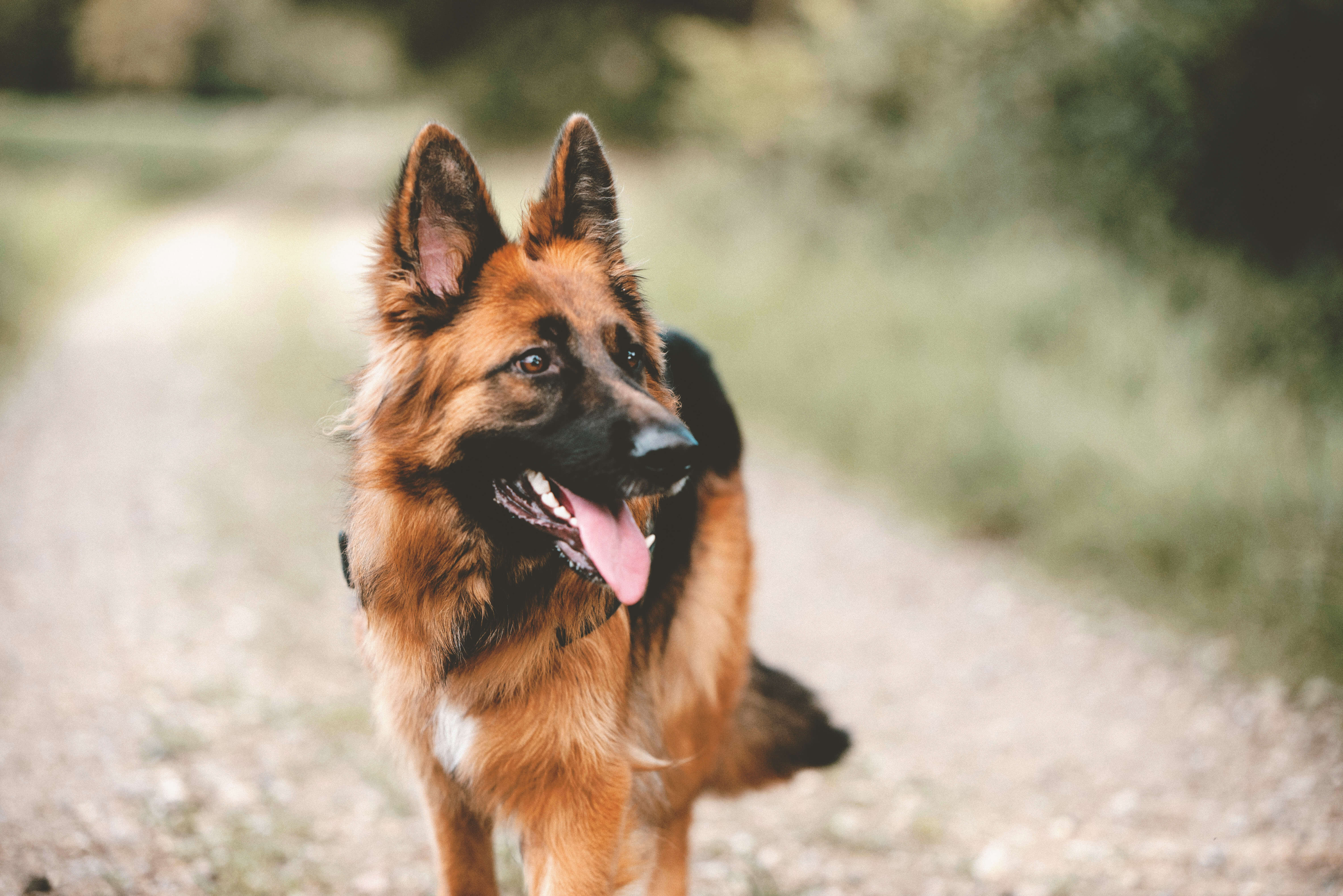 DEGENERATIVE MYELOPATHY