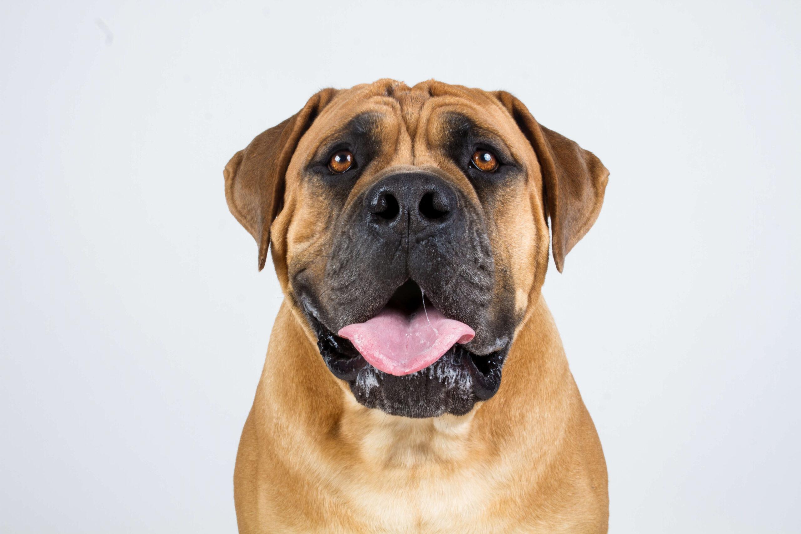 BREED PROFILE: THE BOERBOEL