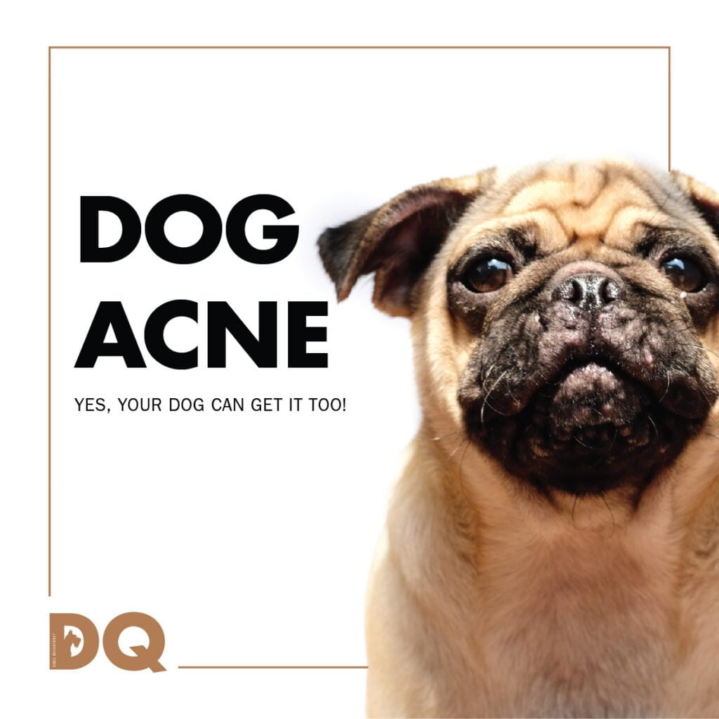 CANINE ACNE