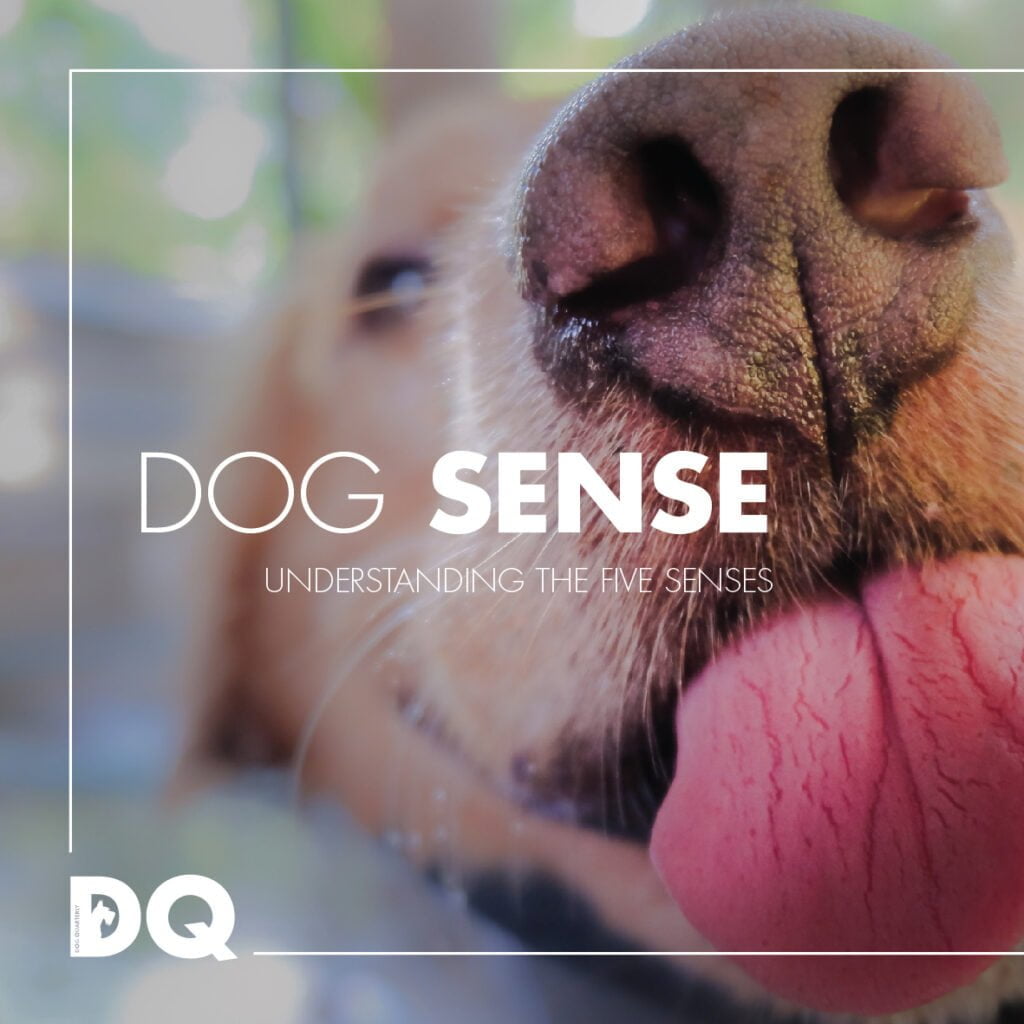 UNDERSTANDING THE FIVE SENSES