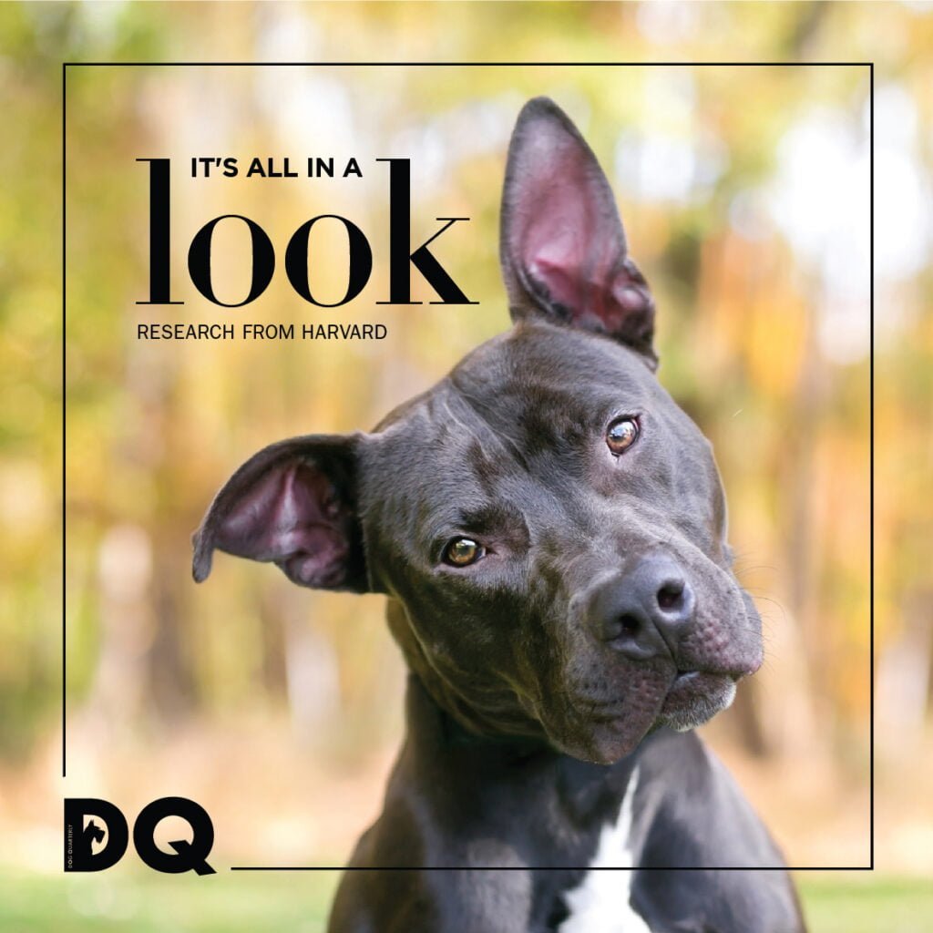 IT’S ALL IN A LOOK – RESEARCH FROM HARVARD