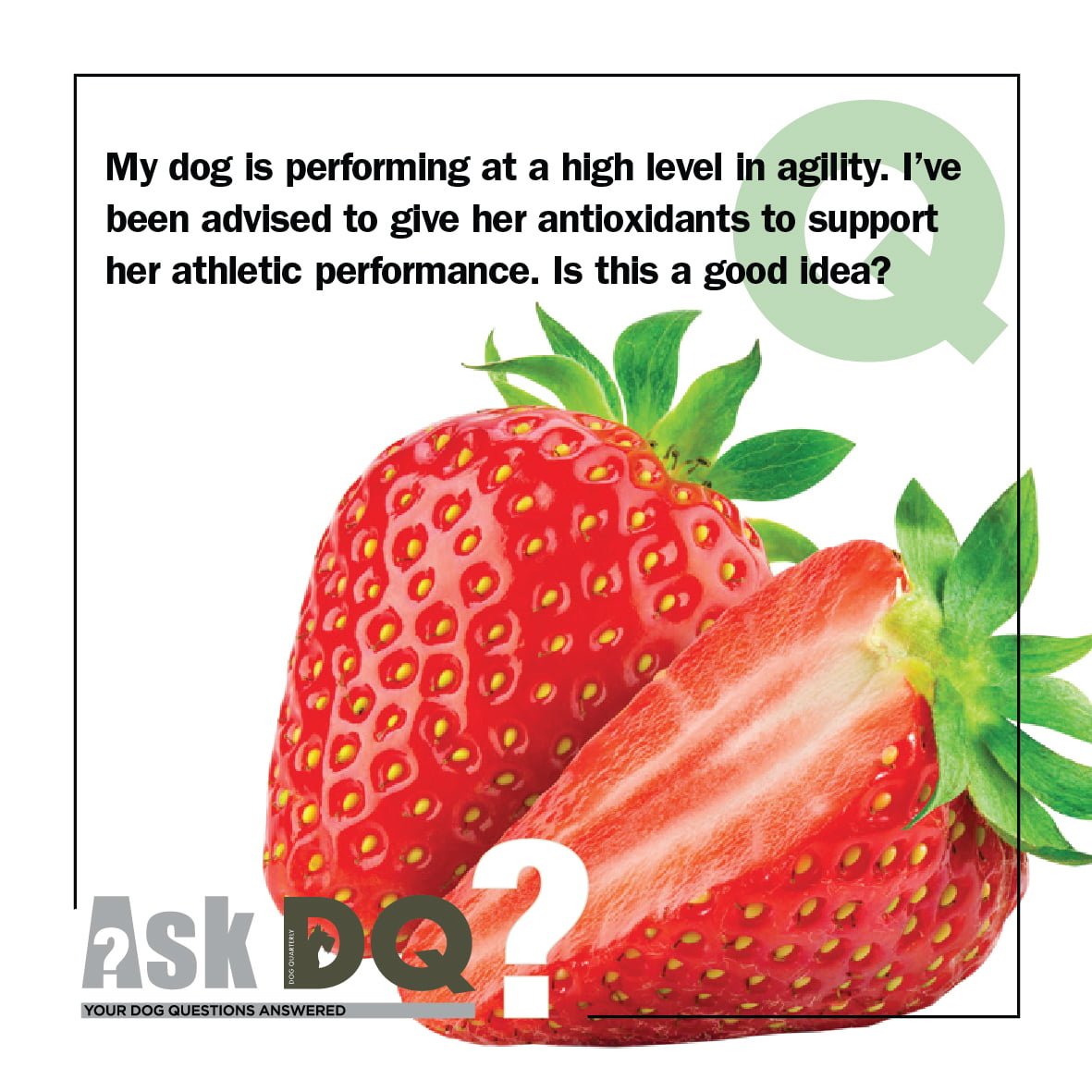 AskDQ Antioxidants for canine athletes DQ Magazine