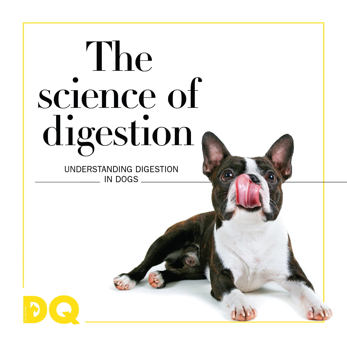 Understanding digestion in dogs DQ Magazine