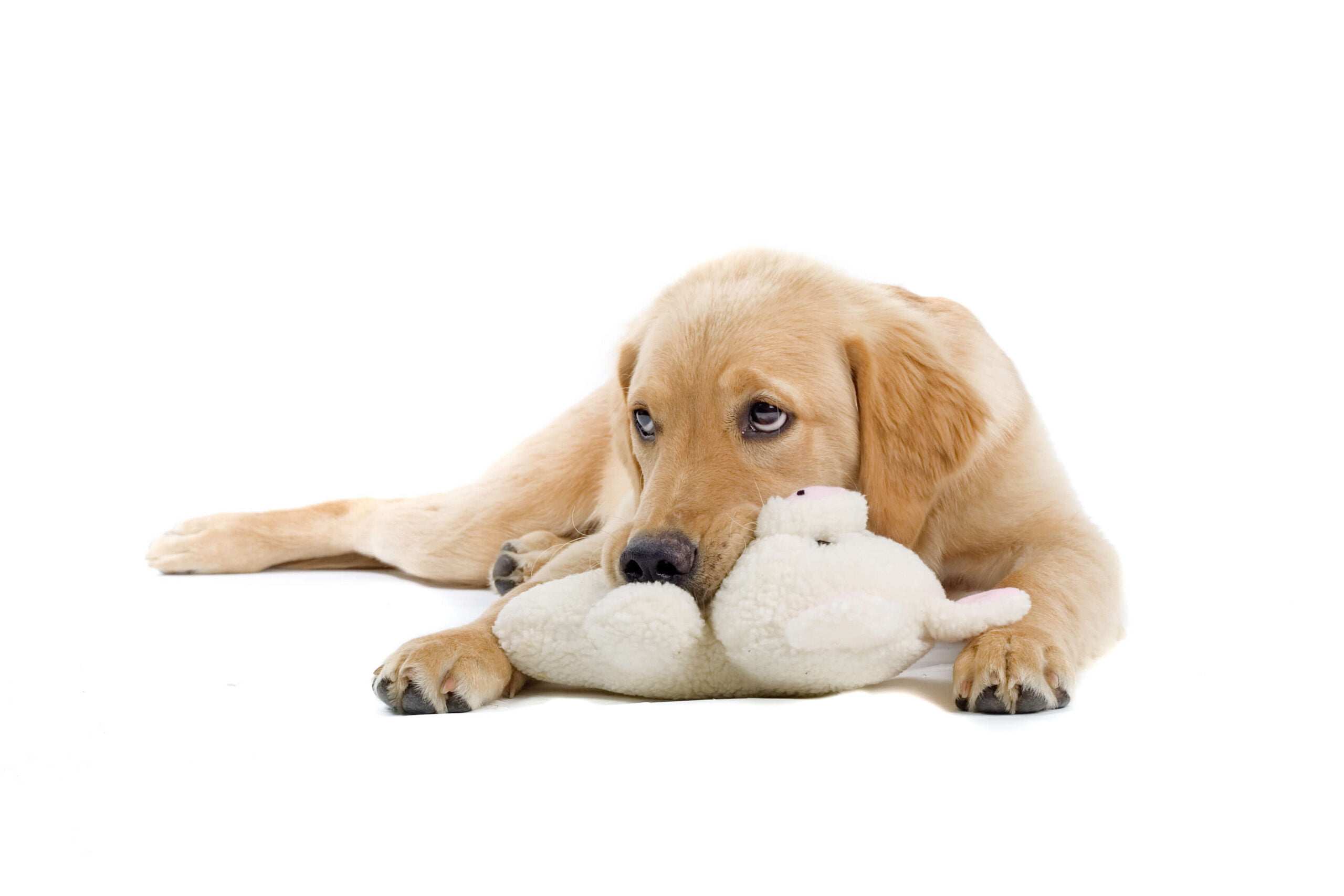 Understanding phantom pregnancy in dogs DQ Magazine