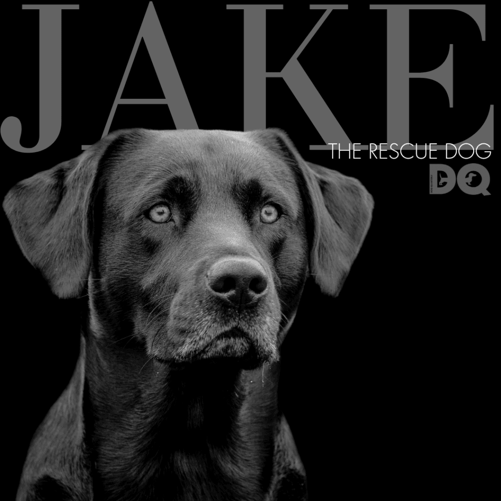 JAKE – THE ‘RESCUE’ DOG