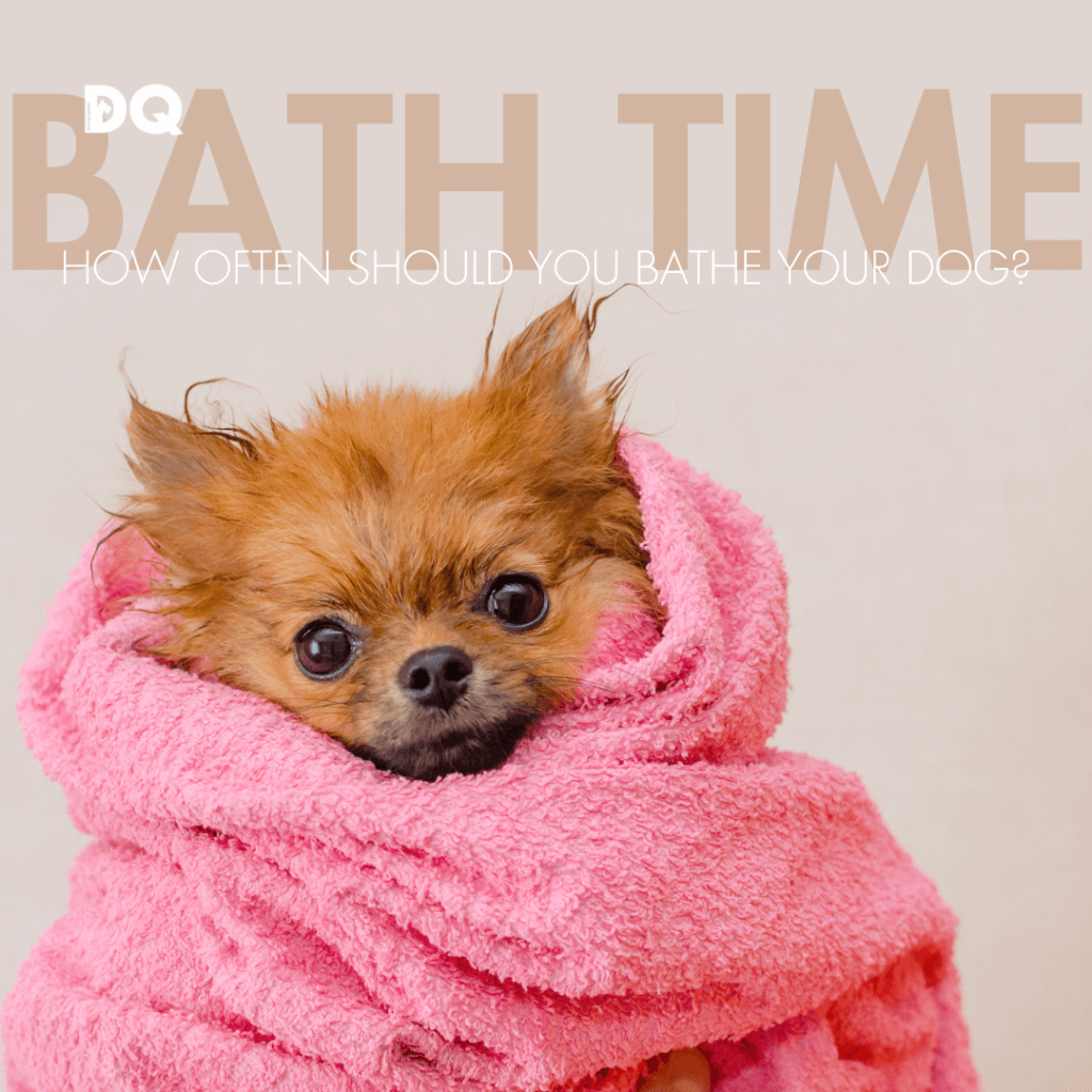 HOW OFTEN SHOULD YOU BATHE YOUR DOG?