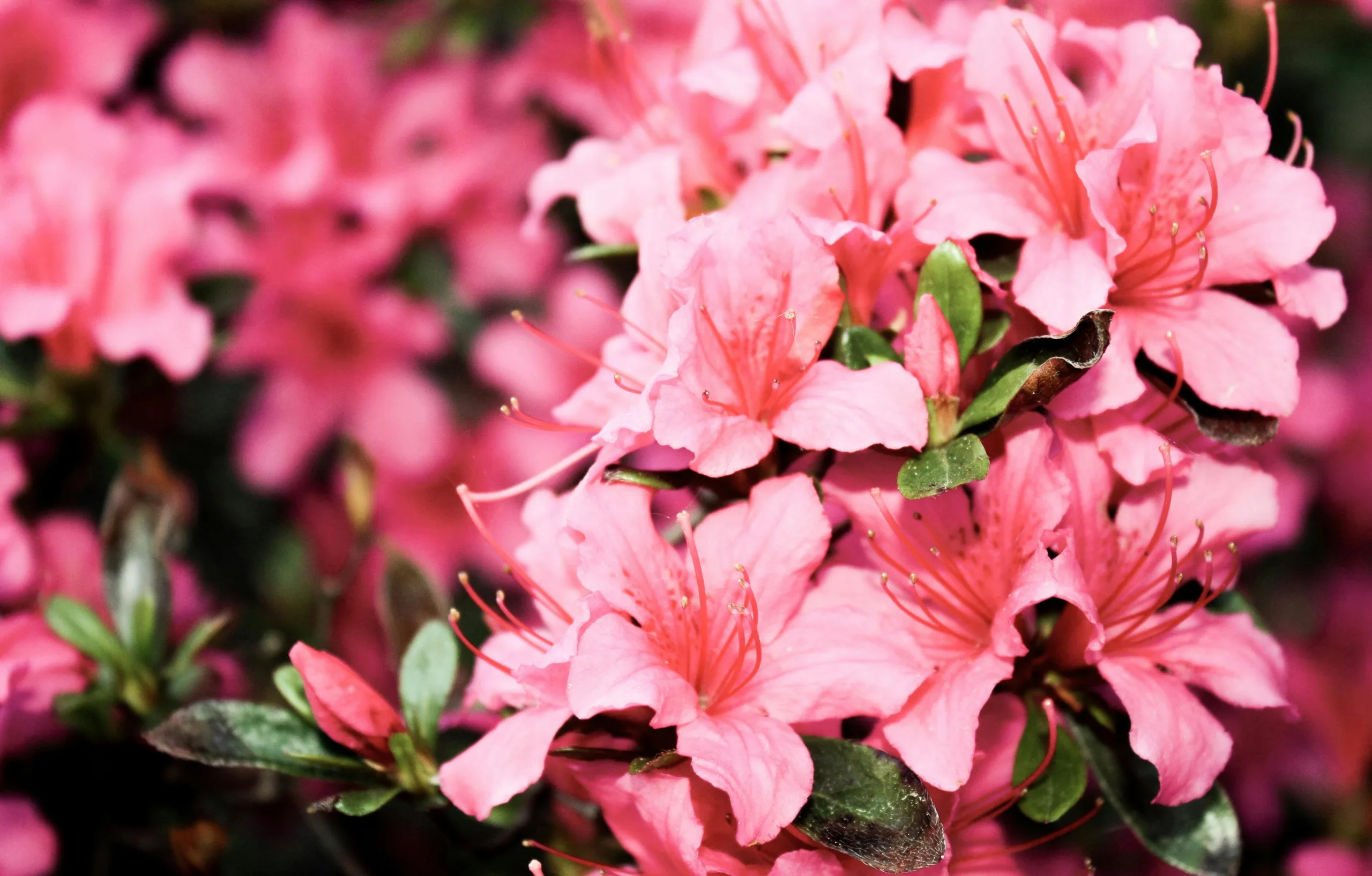 Close up of an azalea - DQ Magazine