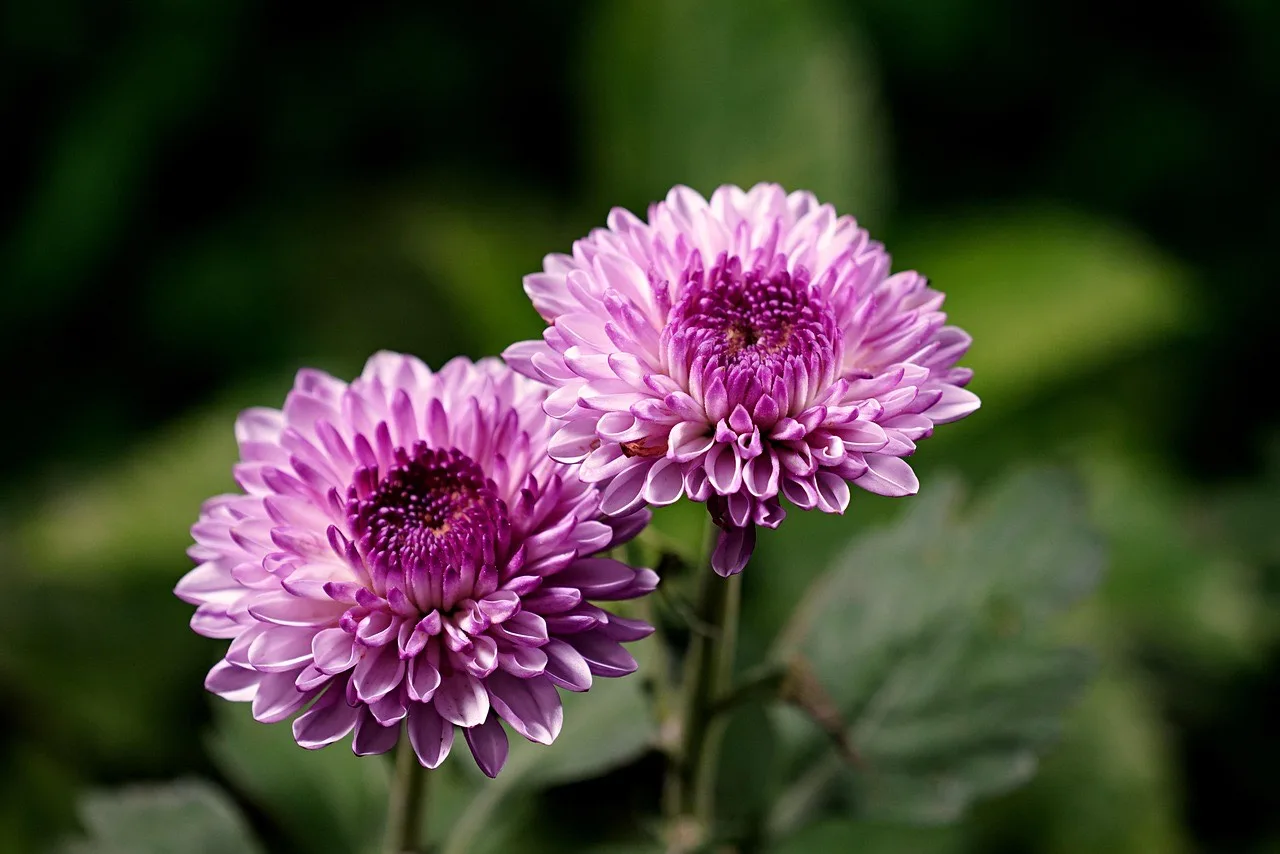 Close up of two purple chrysanthemum - DQ Magazine