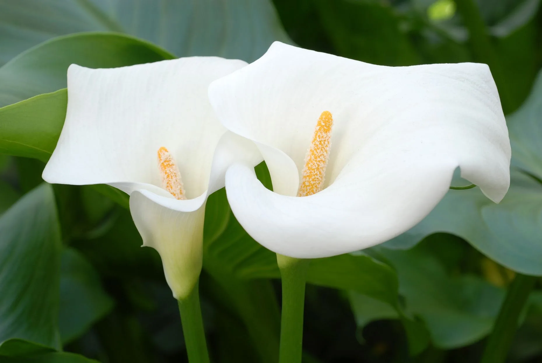Close up of an arum lily - DQ Magazine