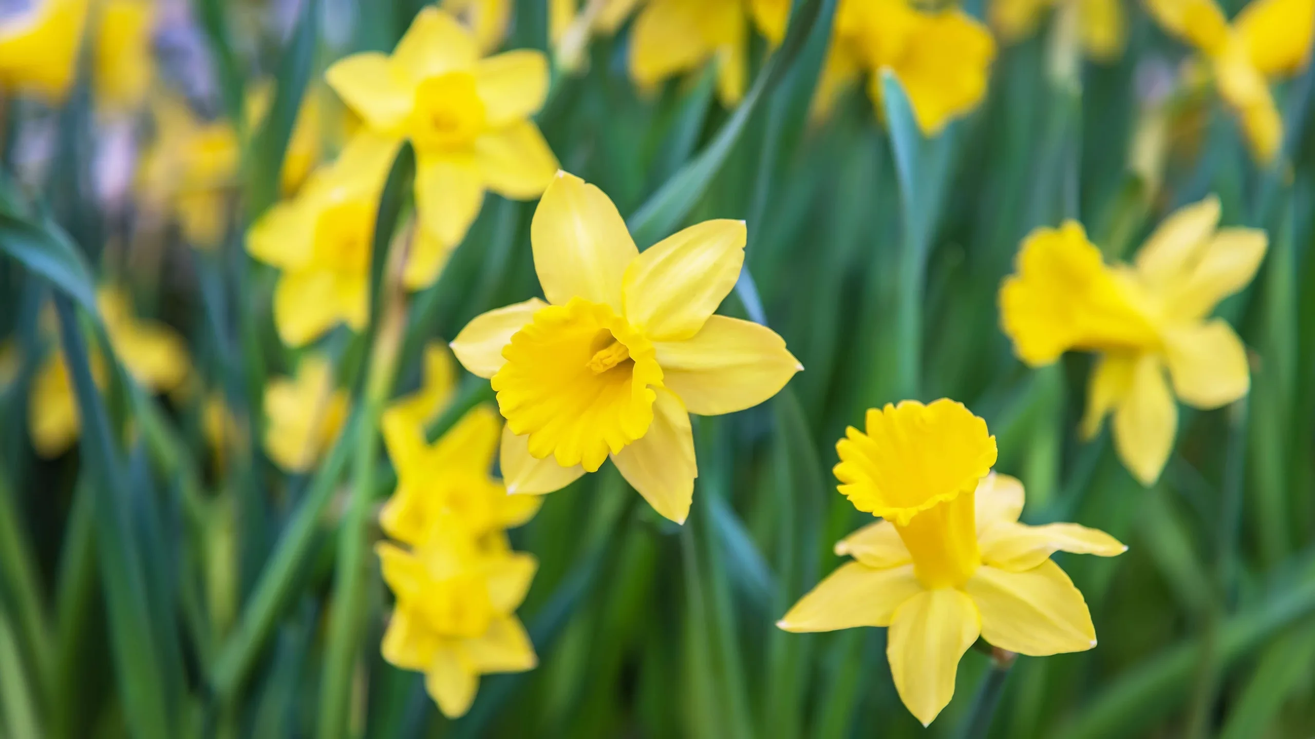 Close up of daffodils - DQ Magazine