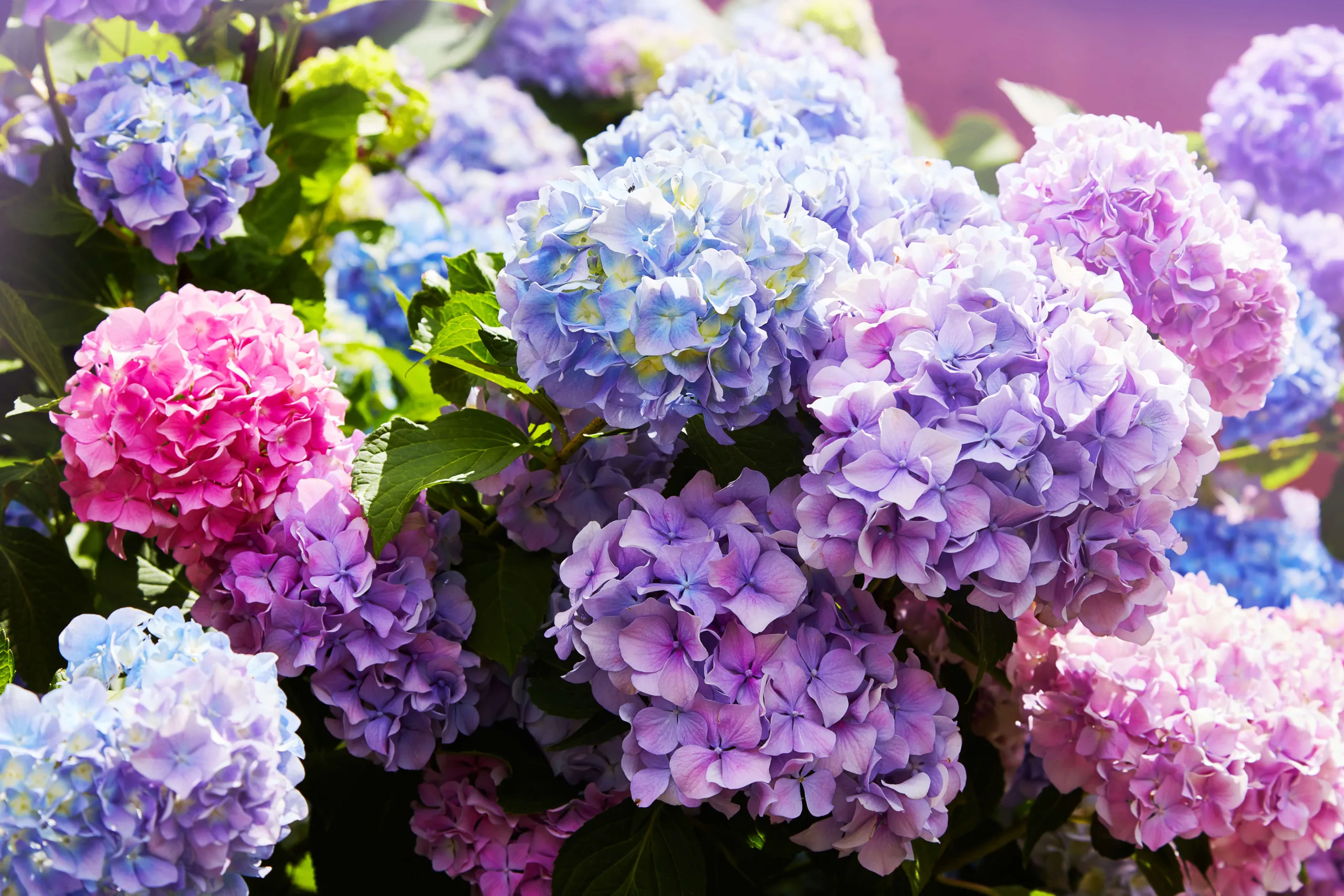 Close of blue, pink and purple hydrangeas - DQ Magazine