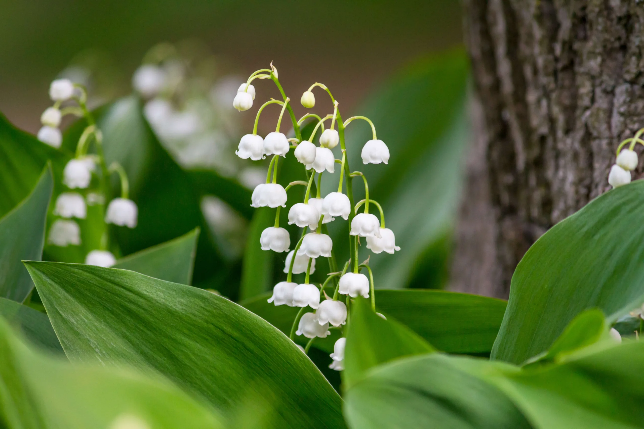 Close up of exquisite Lily of the Valley flowers - DQ Magazine
