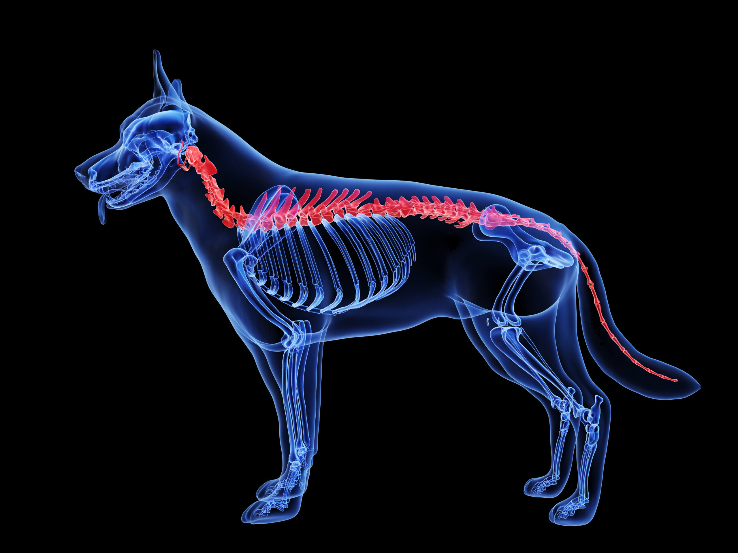 The skeletal anatomy of a dog with its spine in focus on a black background - DQ Magazine