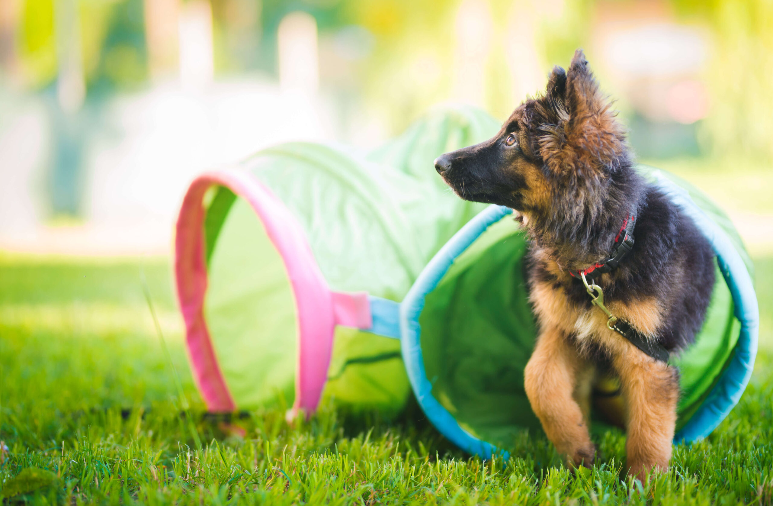 German Shepherd puppy emerging from an agility tunnel and looking up at his owner - DQ Magazine