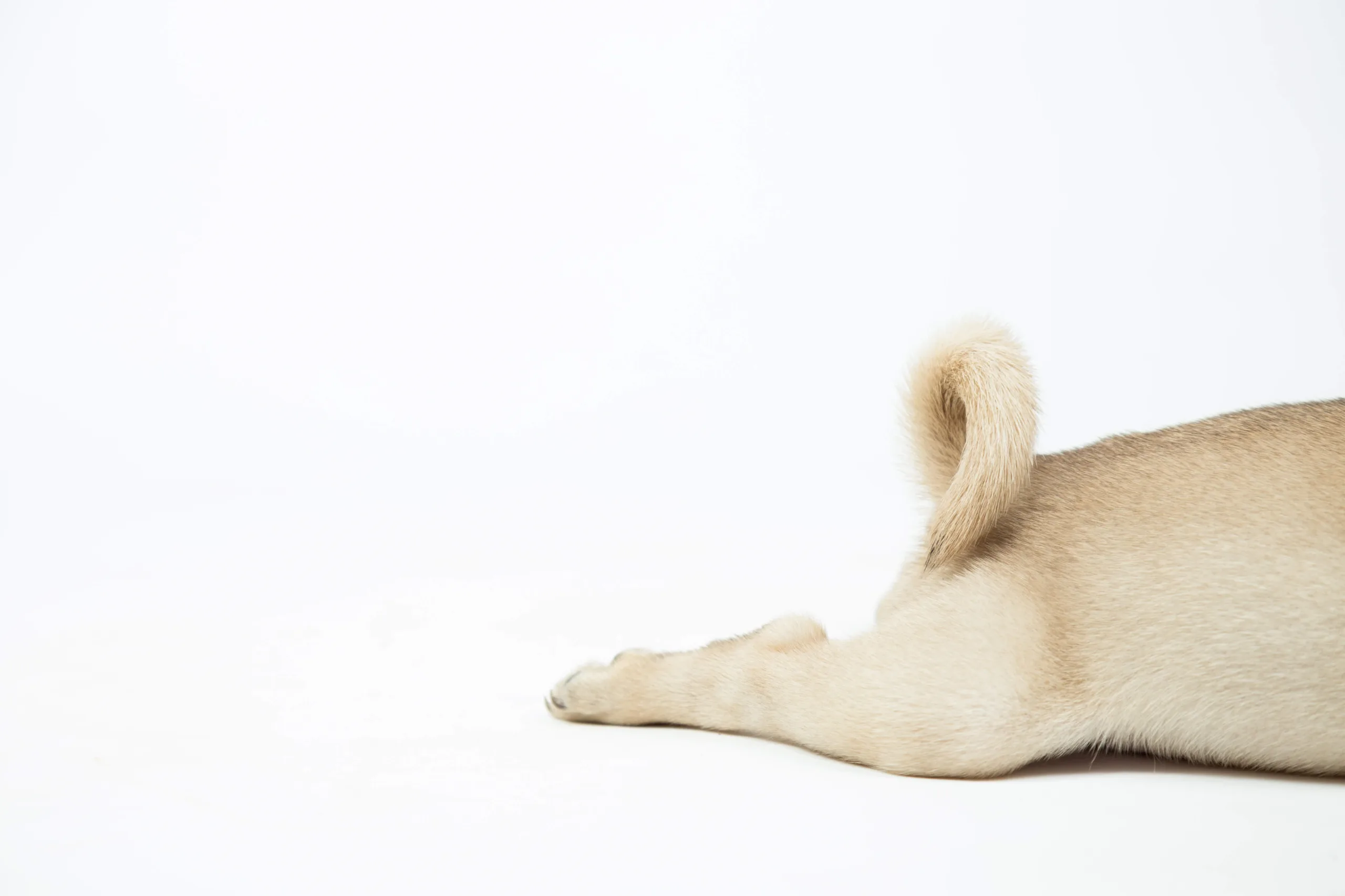 Golden Labrador puppy with his legs stretched out behind him in a 'sploot' - DQ Magazine
