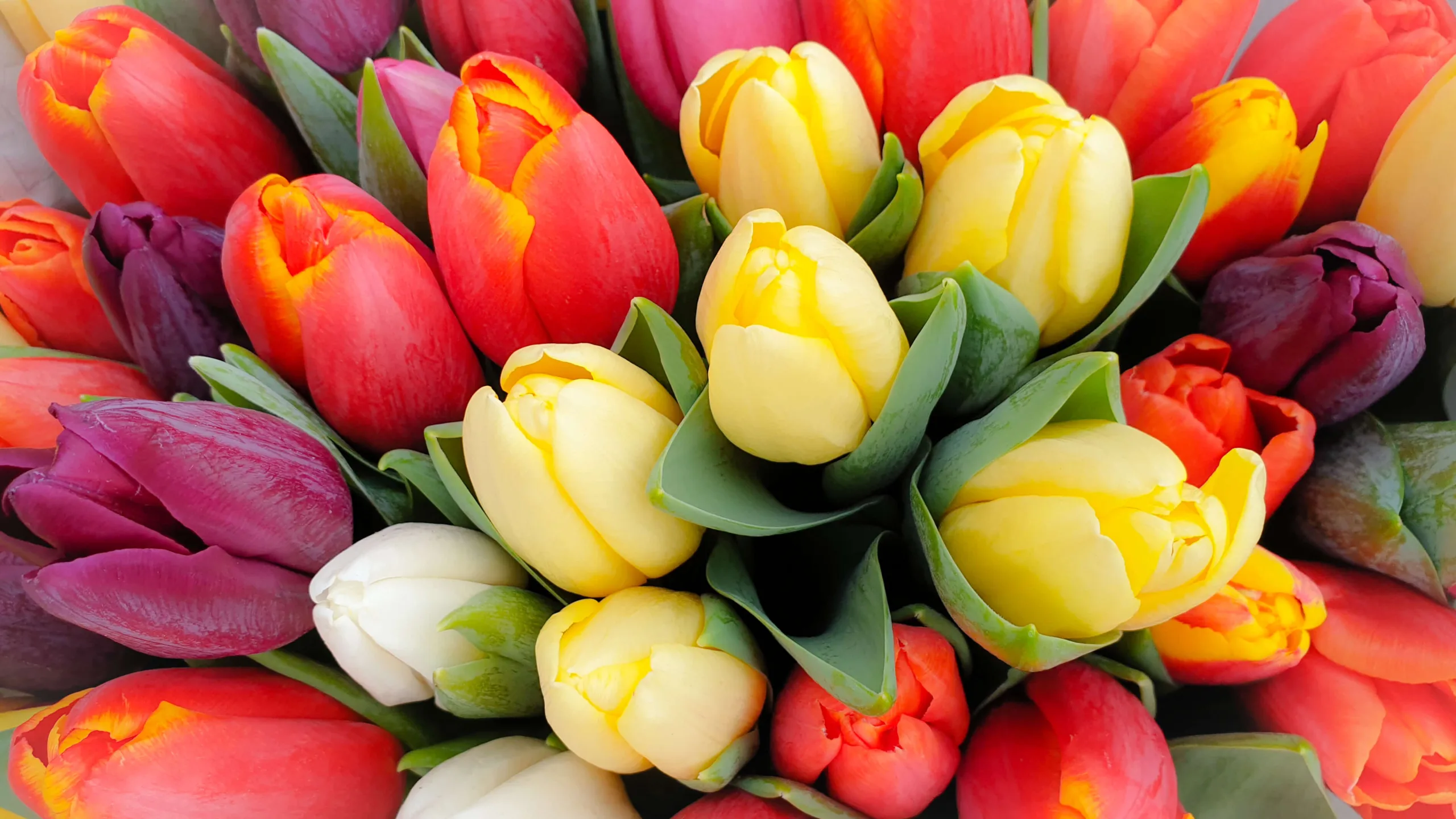 Close up of red, yellow and purple tulips - DQ Magazine