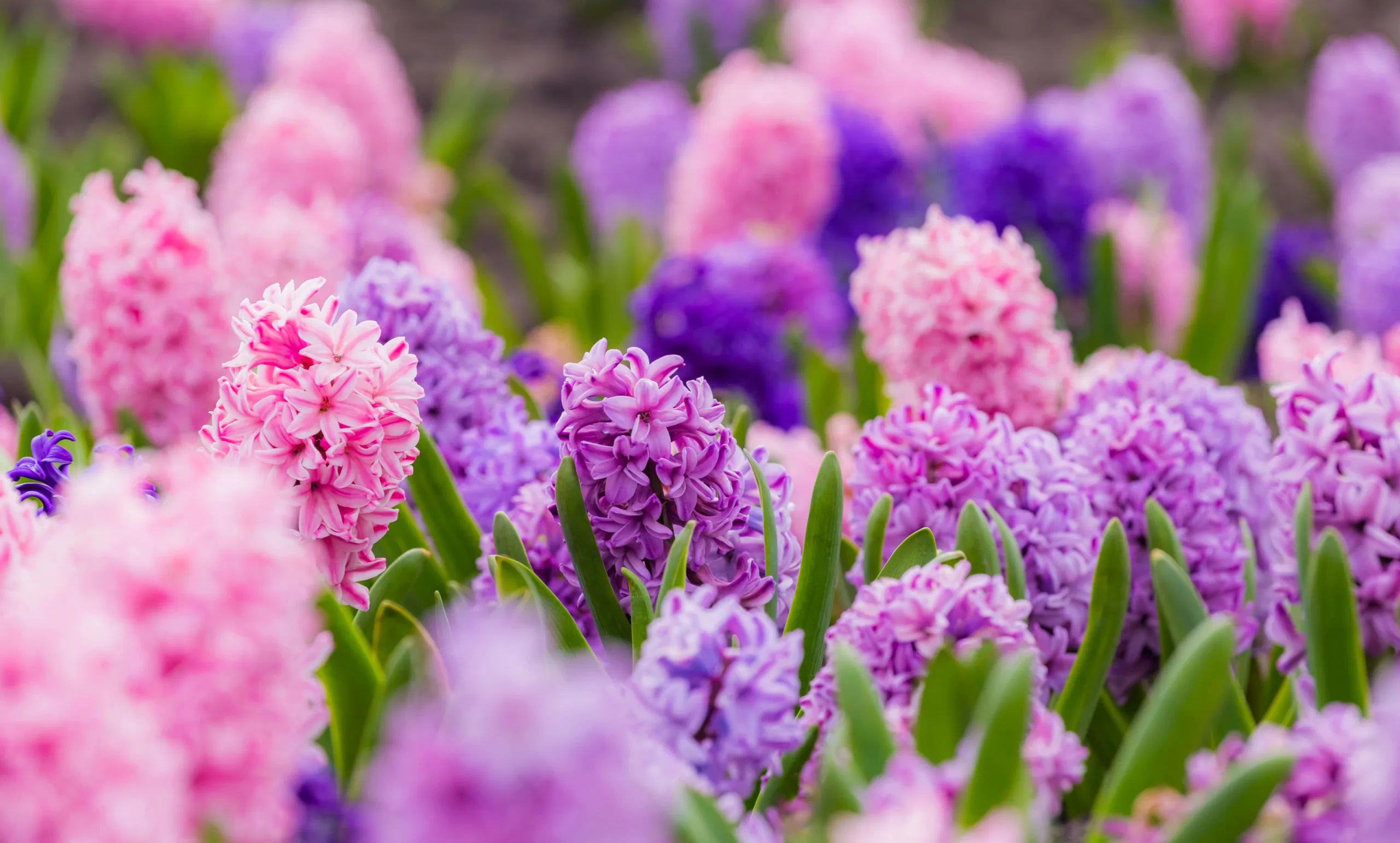 Close up of hyacinths - DQ Magazine