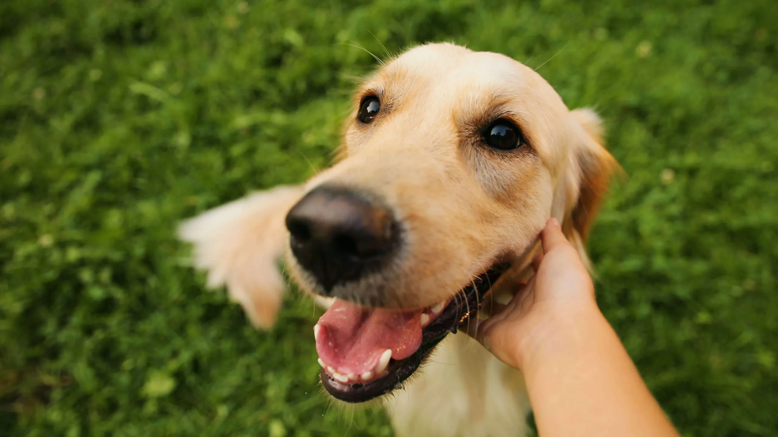 A Labrador being petted by a human hand with its mouth open with a blurry green background