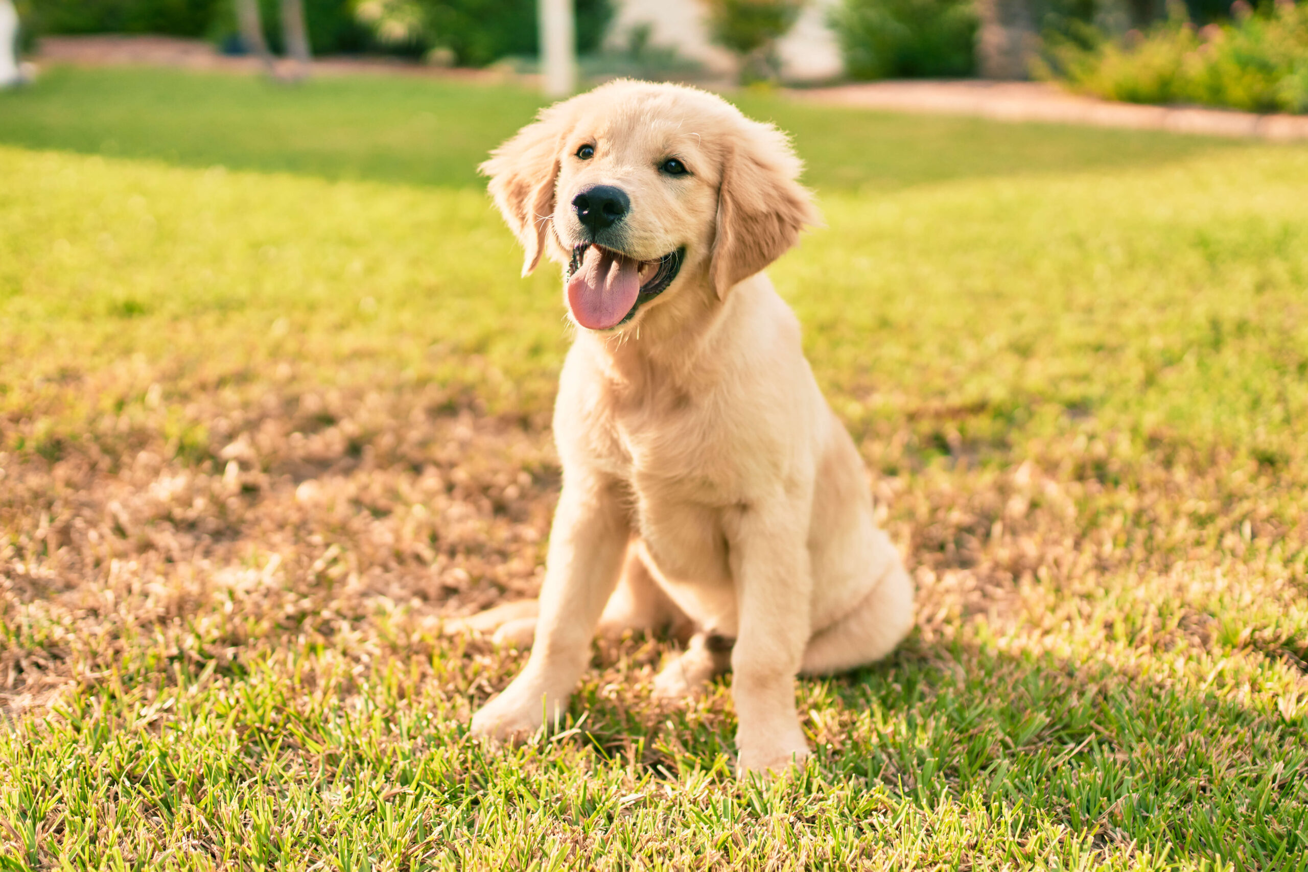 A Labrador puppy sitting on grass with a blurred background - DQ Magazine