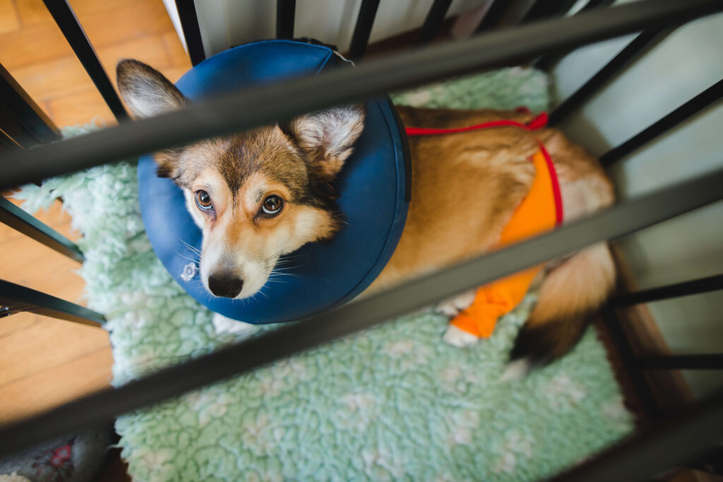 Small dog in a crate with a neck cone on sitting on a blanket - DQ Magazine