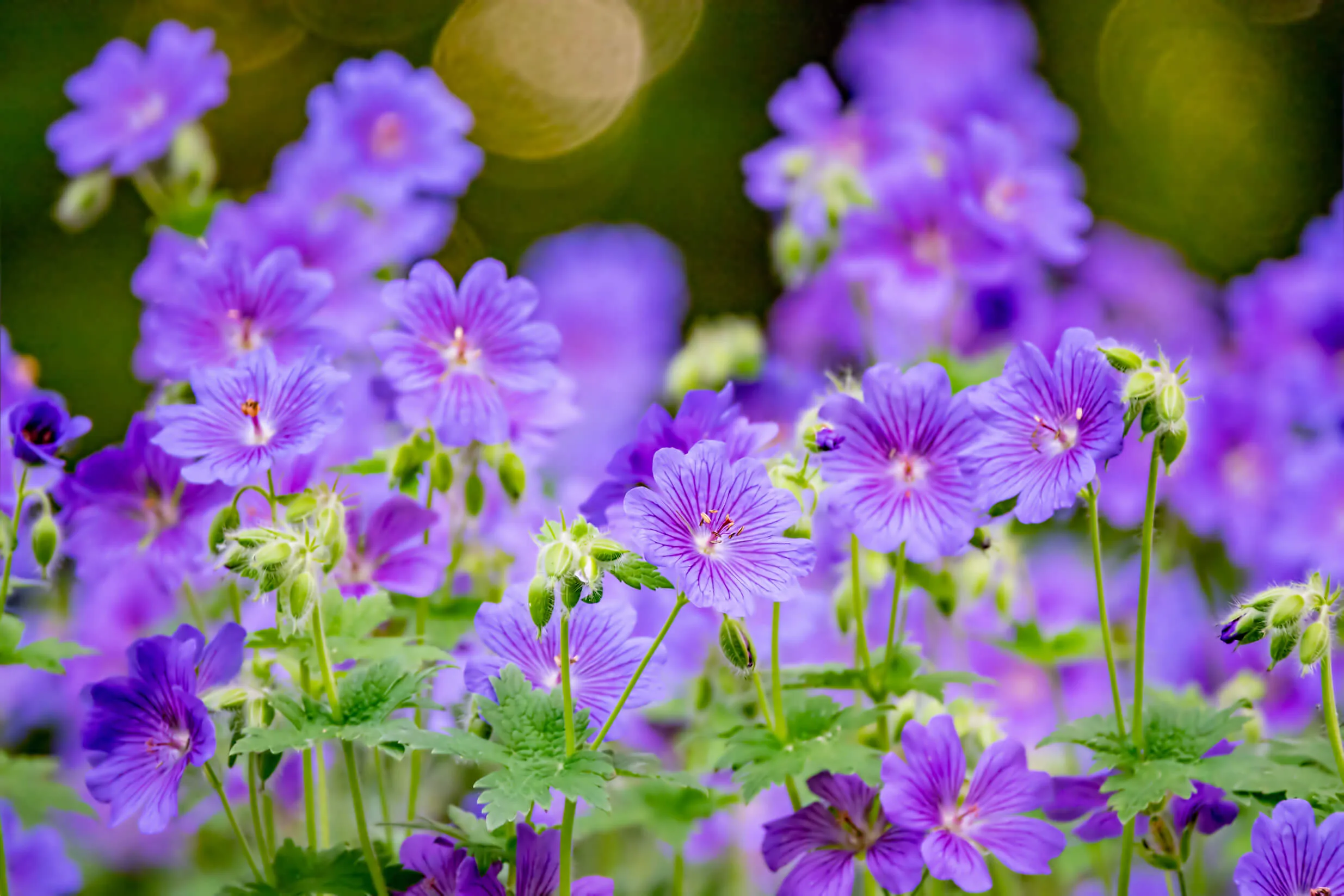 Close up of geraniums - DQ Magazine