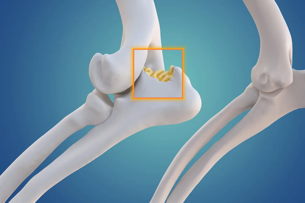 A diagram illustrating the skeletal anatomy of a dogs joints - DQ Magazine