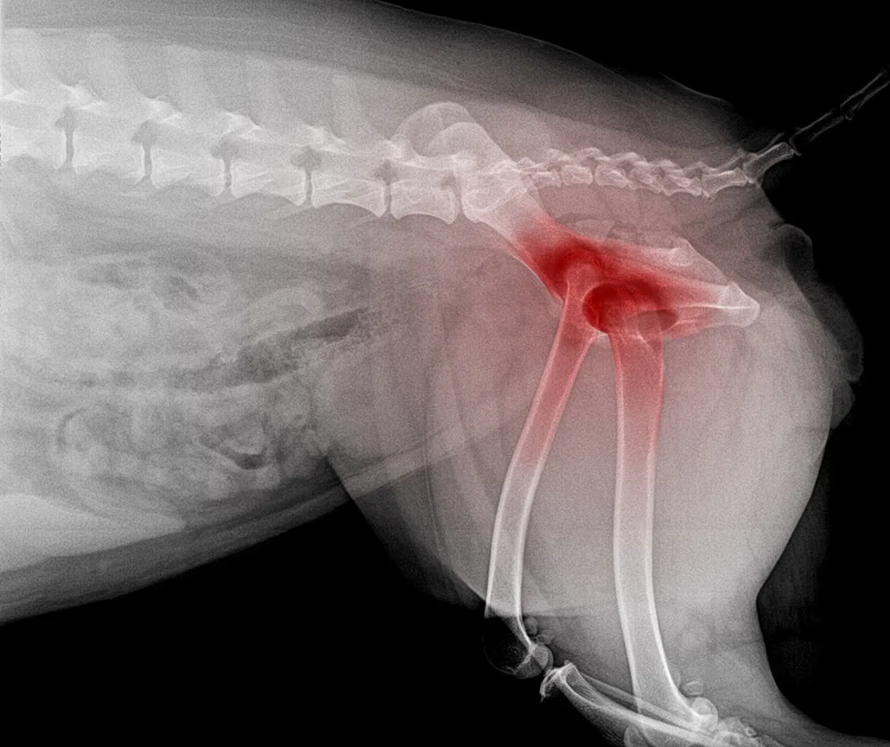 An x-ray of a dogs hip showing where the hips are - DQ Magazine