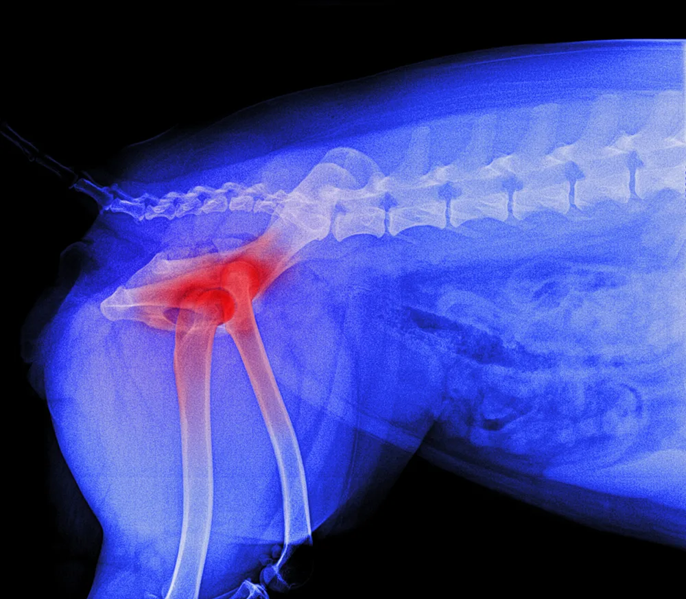 An x-ray of a dogs hip showing where the hips are - DQ Magazine