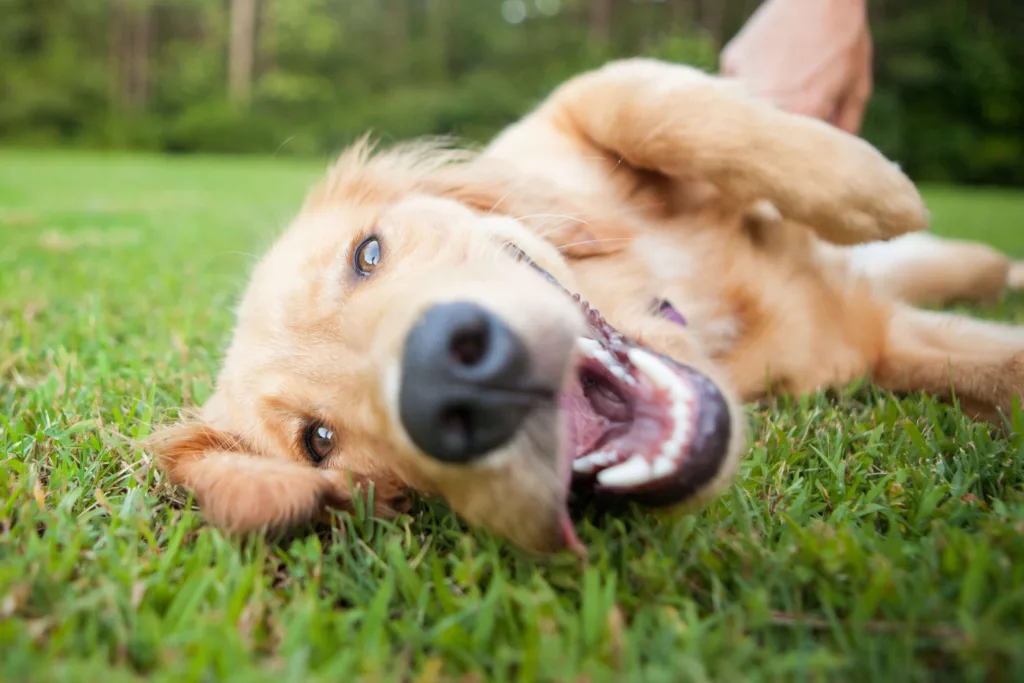 A Labrador lying on its side on grass with its mouth open surrounded by a blurred background - DQ Magazine