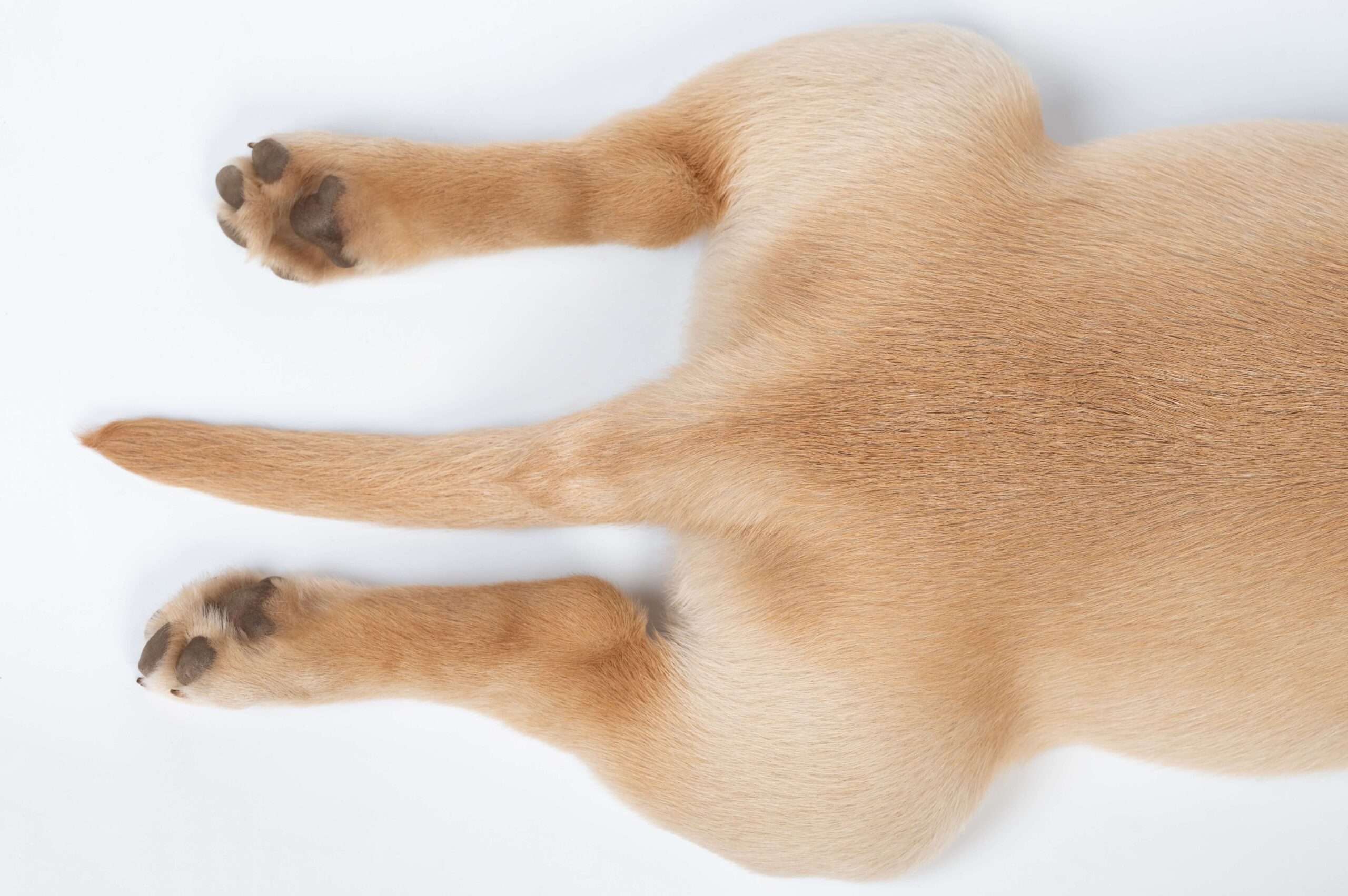 Golden Labrador puppy from above with legs stretched out behind him in a sploot - DQ Magazine