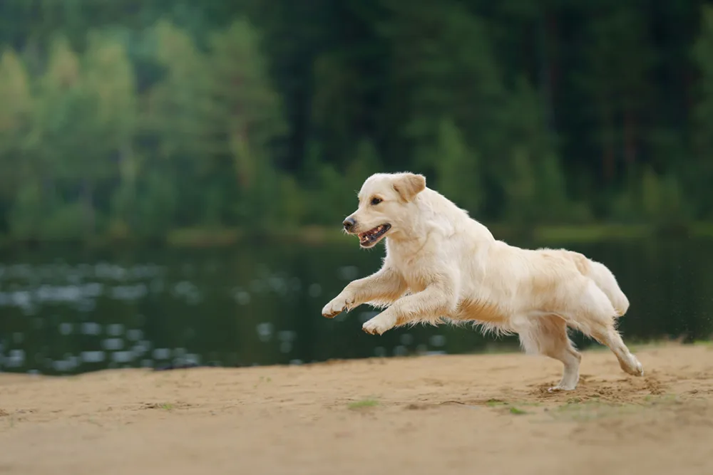 A Golden Retriever running along the bank of a lake - DQ Magazine