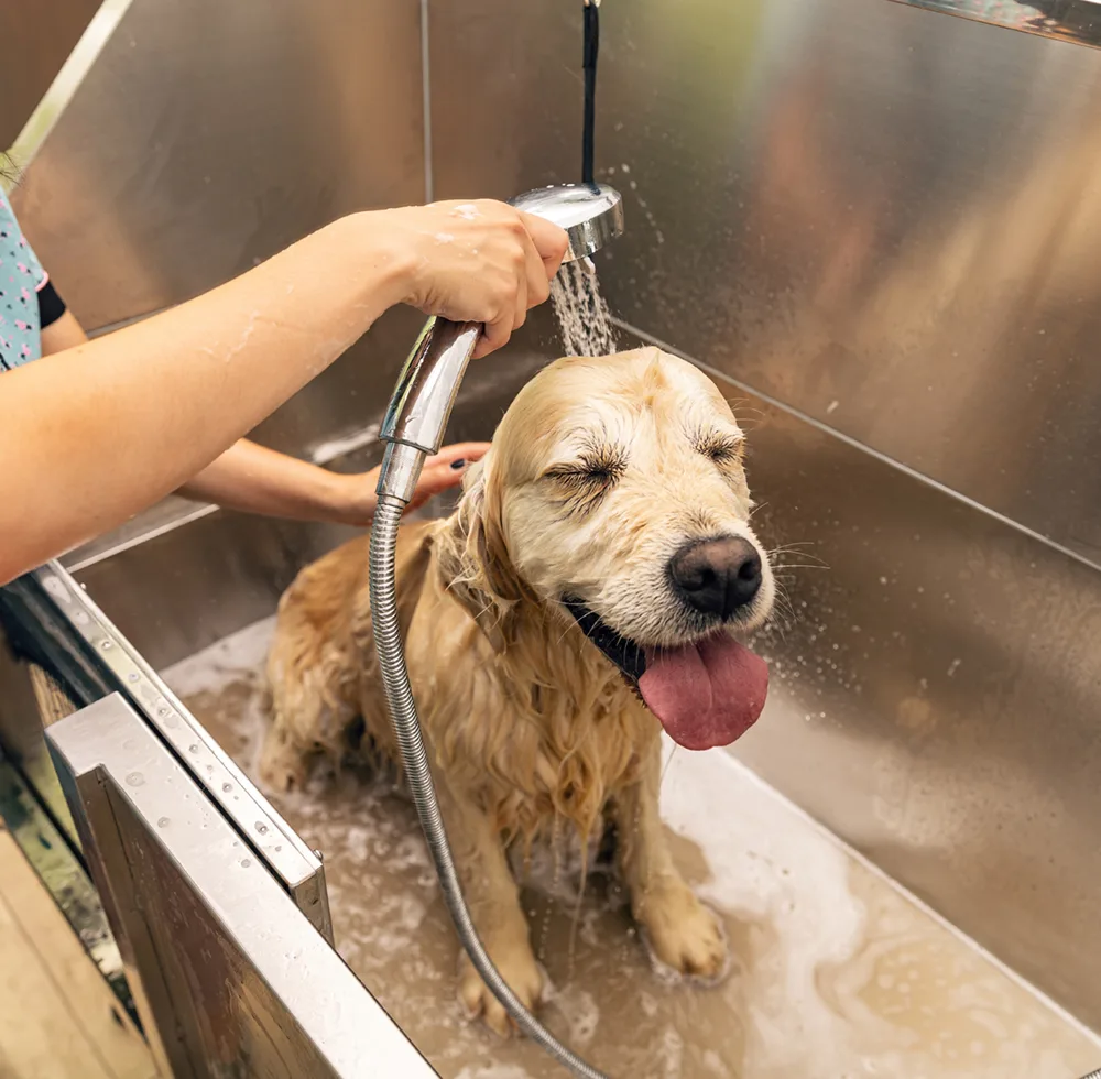 A Golden retriever sitting in a groomers bathing station having a bath with a handheld shower and soapy water - DQ Magazine