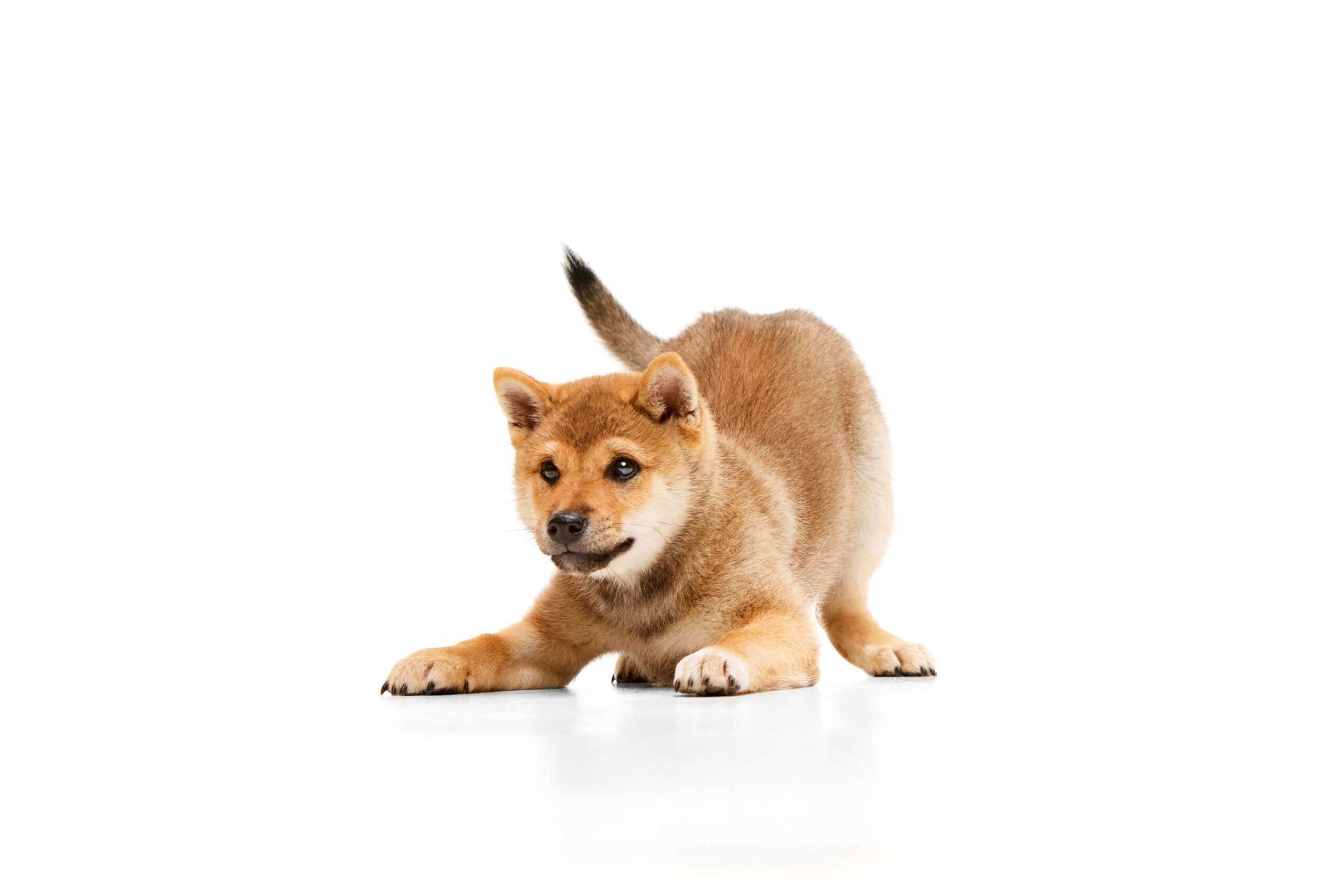 Akita type dog crouching to play with tail held out to side - DQ Magazine