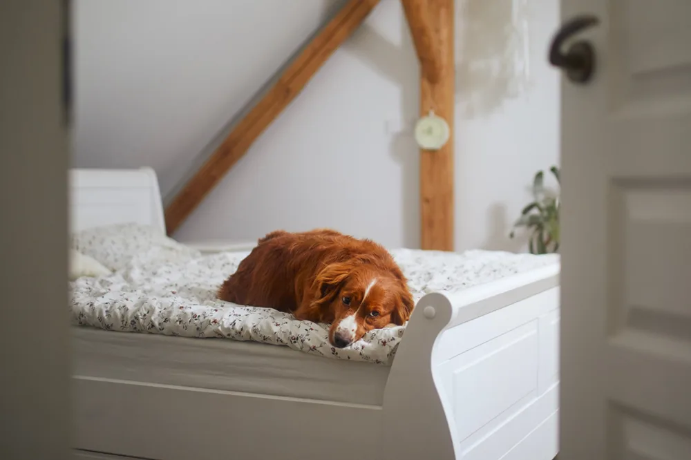 A brown dog with a white nose and stripe on its face lying on a white bed in a bedroom - DQ Magazine