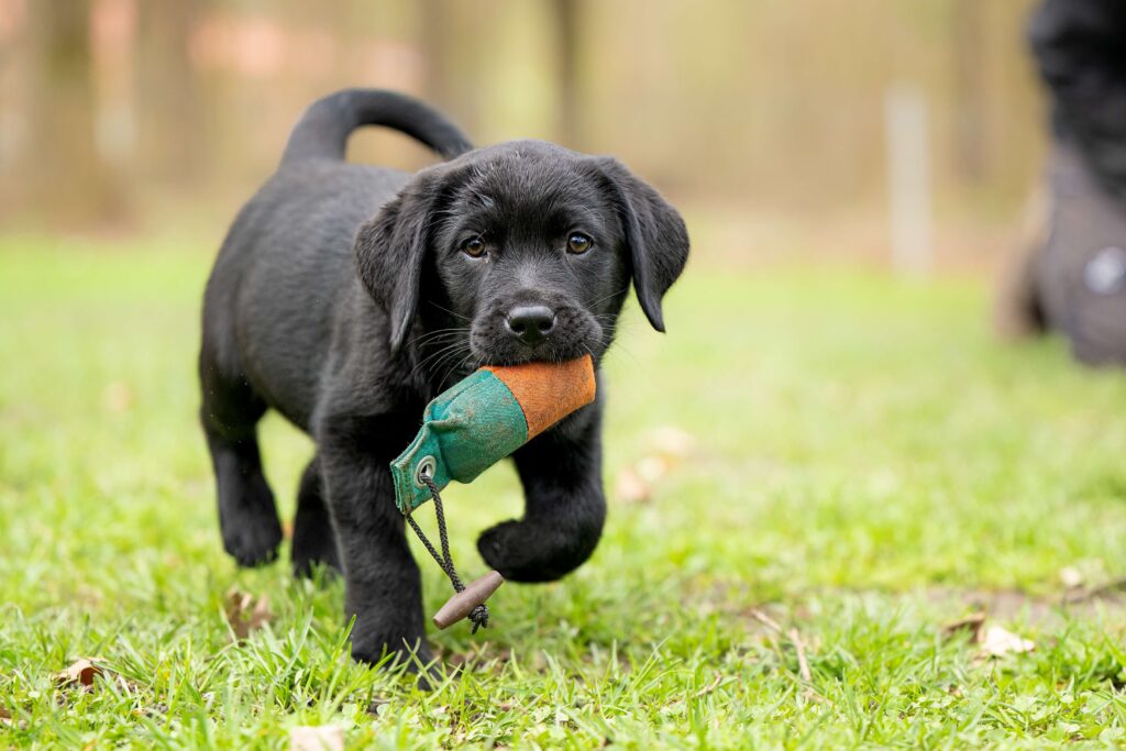 Cute labrador puppy running with a toy - DQ Magazine