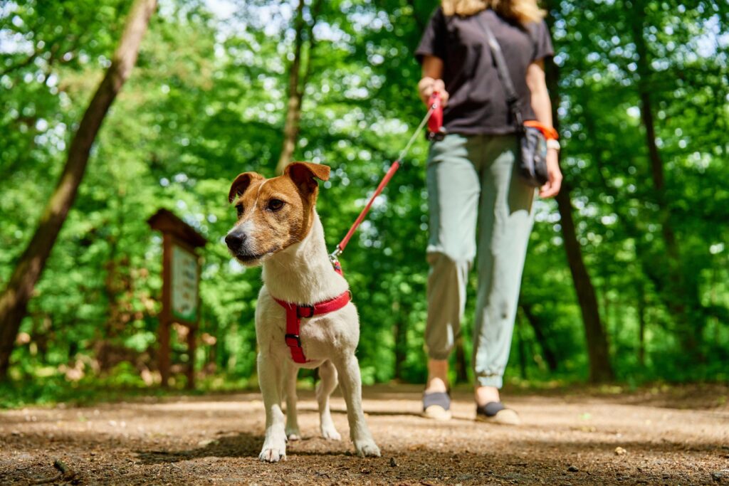 Jack Russell in a harness with a lead attached out walking with his owner. He looks curious - DQ Magazine