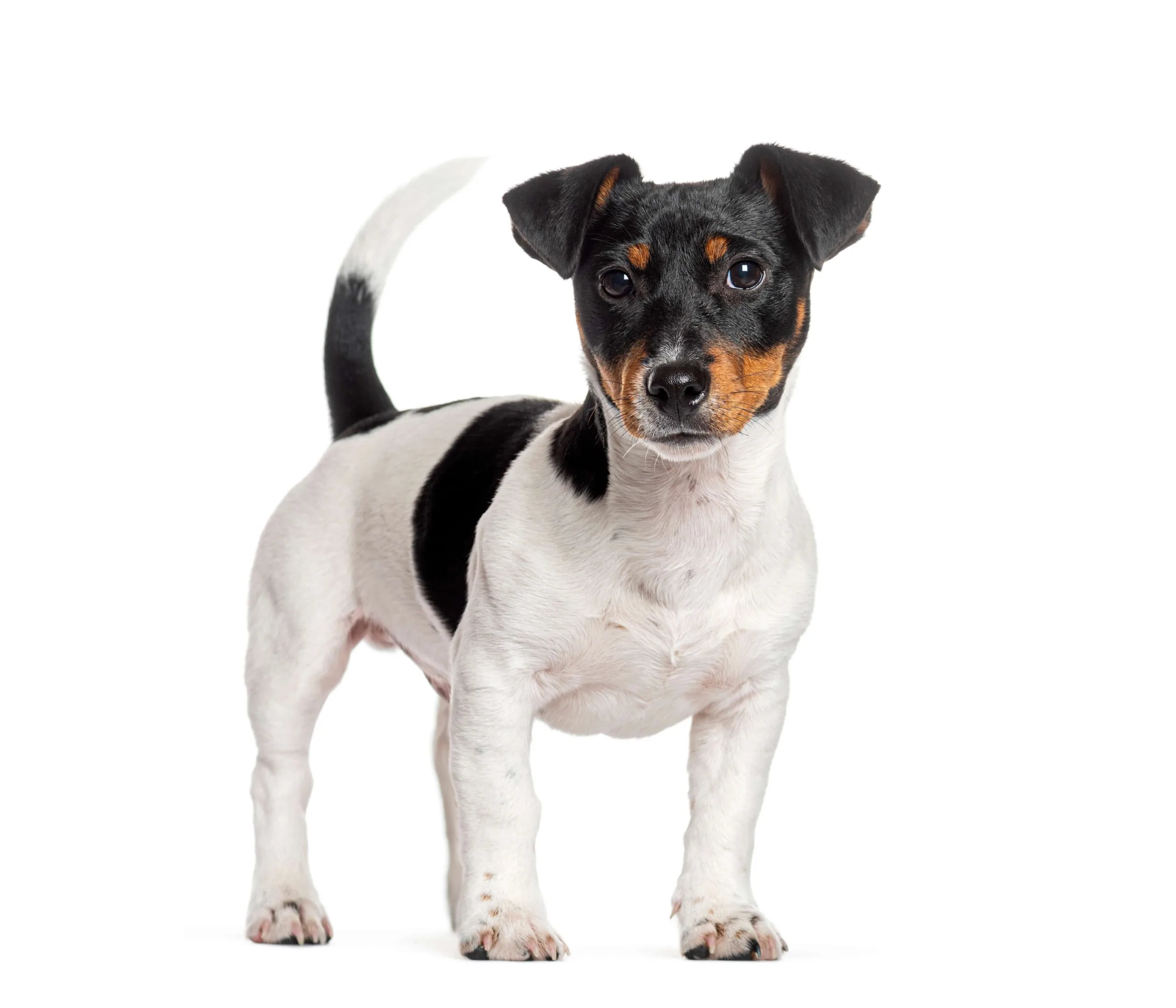 Black, white and tan Jack Russell or Jack-Russell type dog with tail in the air - DQ Magazine