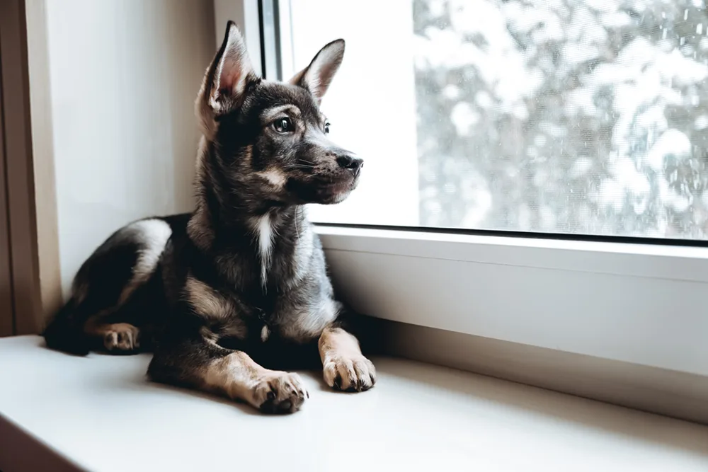 A young dog sitting on a window sill looking out the window with perky ears - DQ Magazine