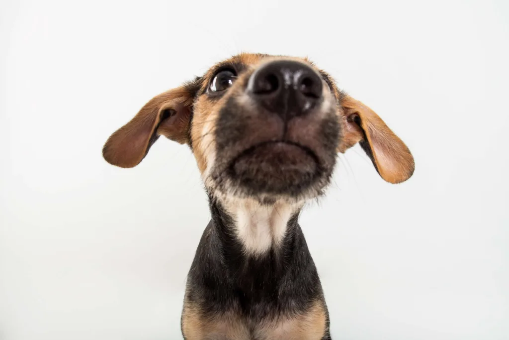 Dog sniffing the air - DQ Magazine