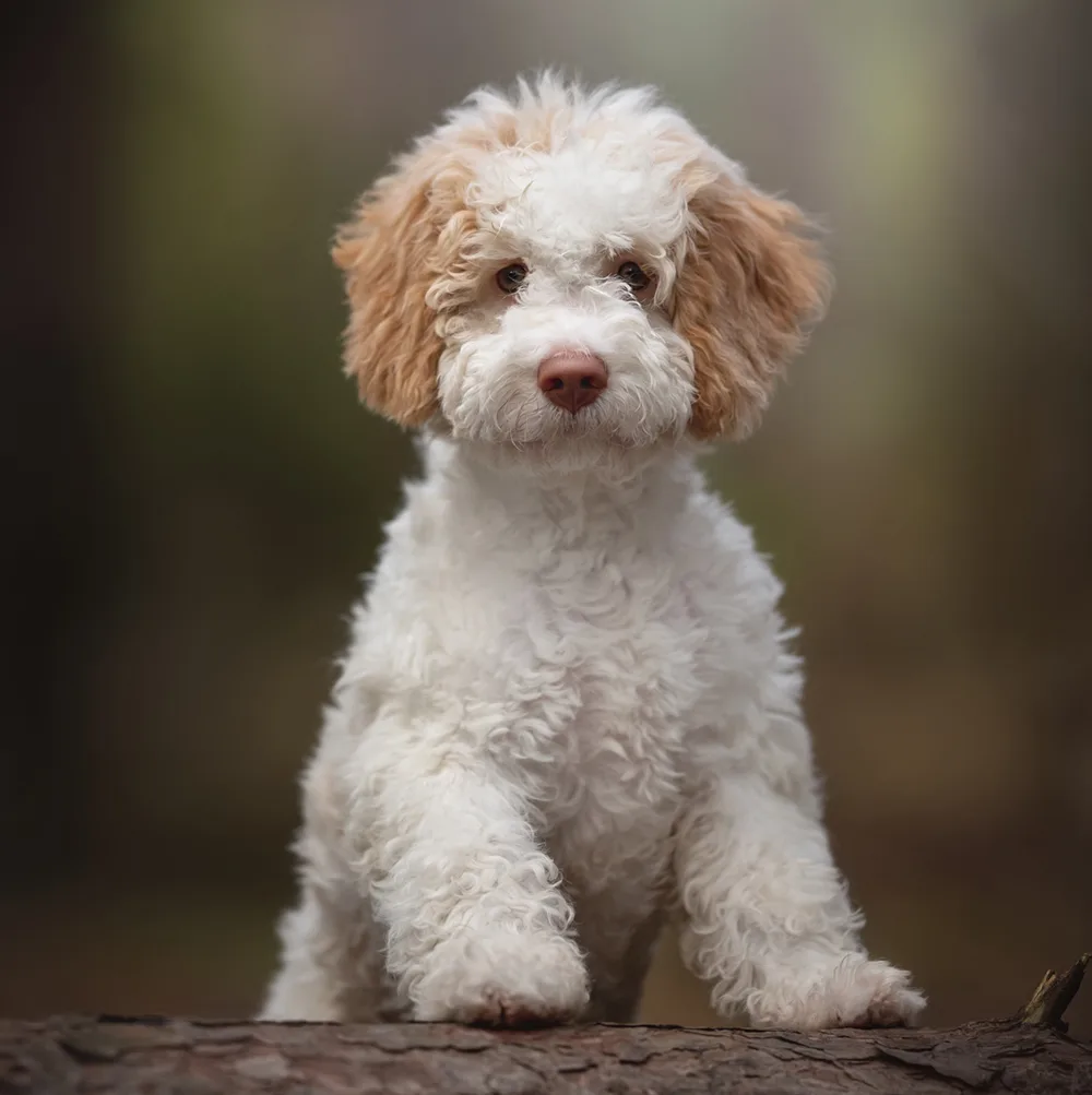 The cute Lagotto Romagnolo puppy dog is posing in the autumn pine forest. Standing on the fallen tree. Italian water dog. DQ Magazine