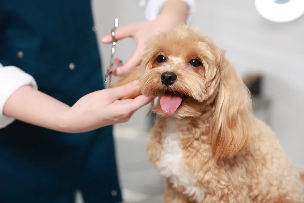 Close up shot of a small doodle dog with curly hair getting its ears trimmed by a groomer - DQ Magazine