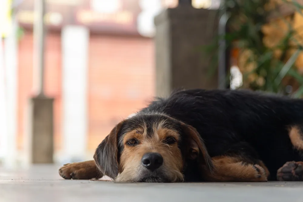 A wire haired terrier dog lying on the ground - DQ Magazine