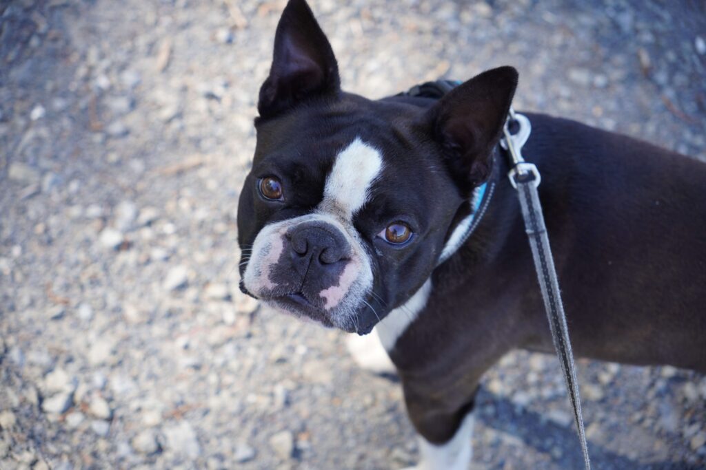 Black and white French bulldog looking at the camera - DQ Magazine