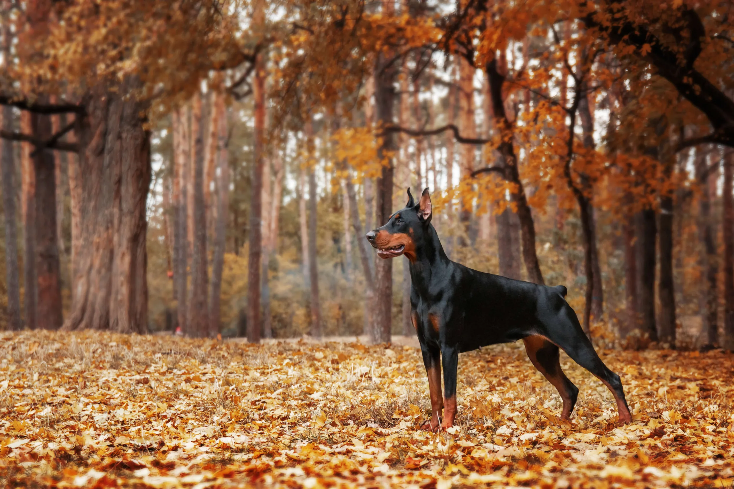 Doberman standing in a forest with fallen autumn leaves and surrounded by trees - DQ Magazine