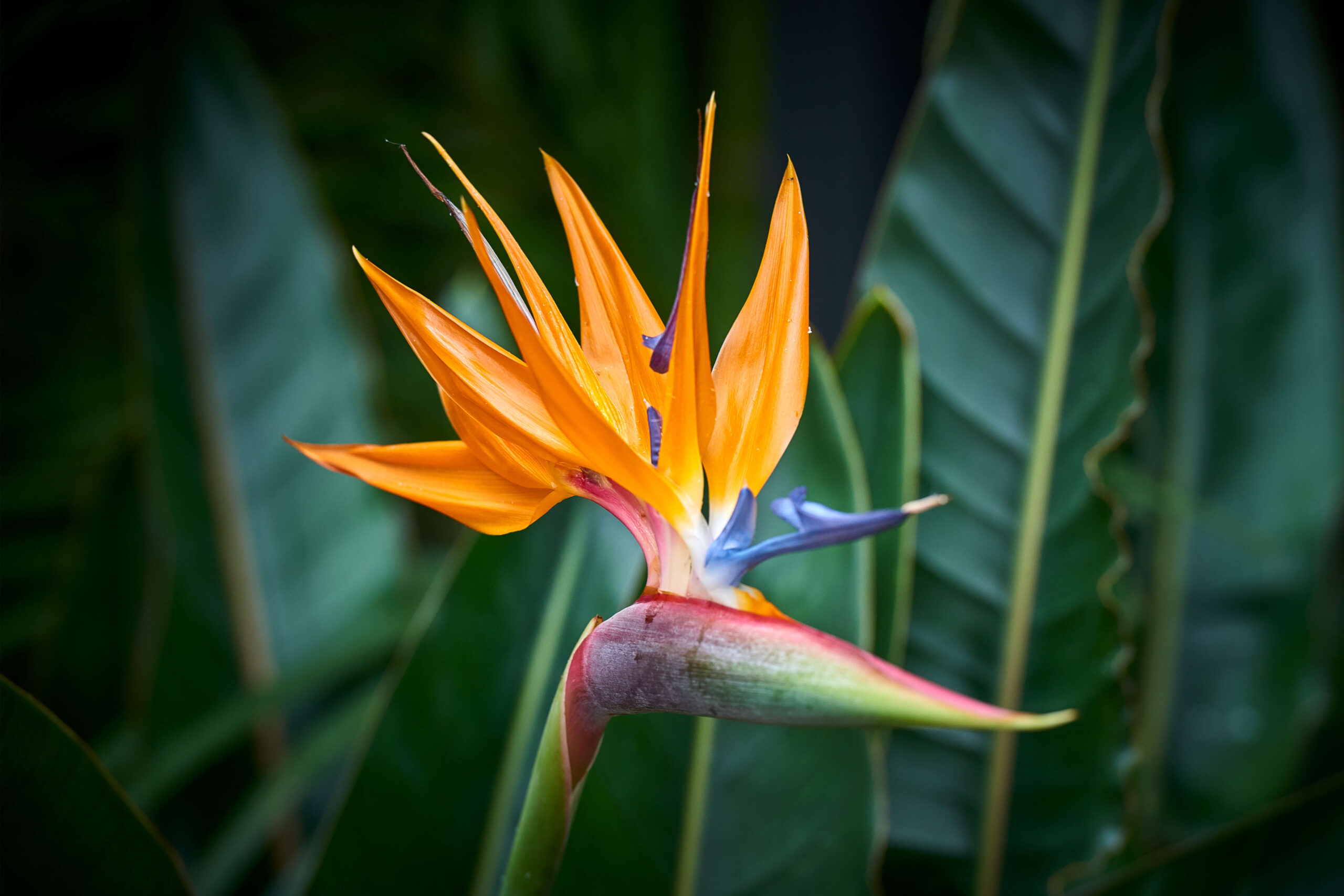 Close up of Strelitzia (otherwise known as the Bird of Paradise flower) - DQ Magazine