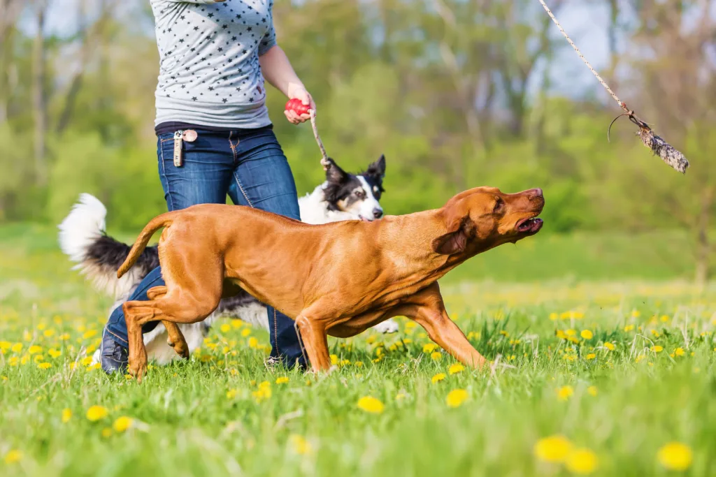 Canine Enrichment - Two dogs, Rhodesian Ridgeback and a Collie, chasing a flirt pole held by a trainer on a grassy patch - DQ Magazine